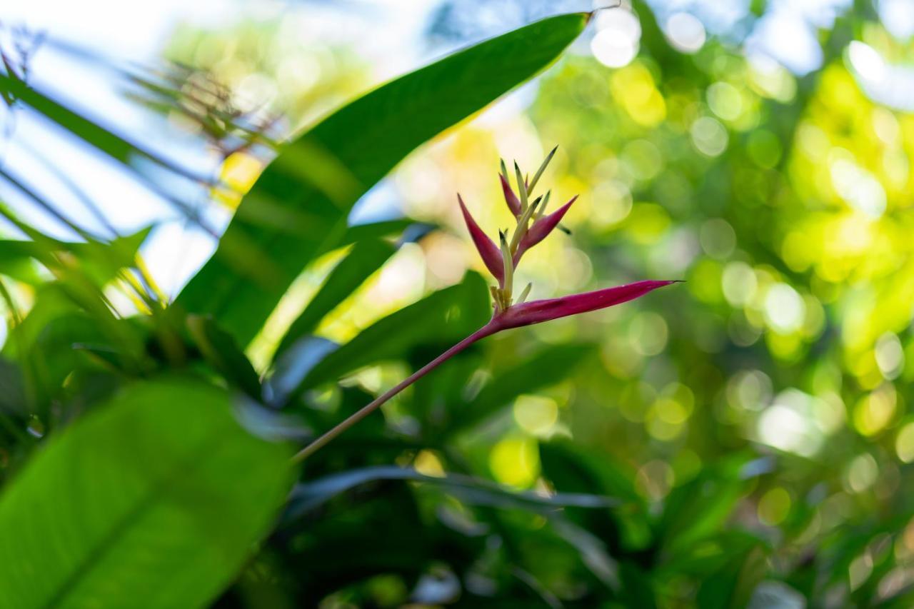 Noahs Hideaway Luxury B&B Lahaina Buitenkant foto
