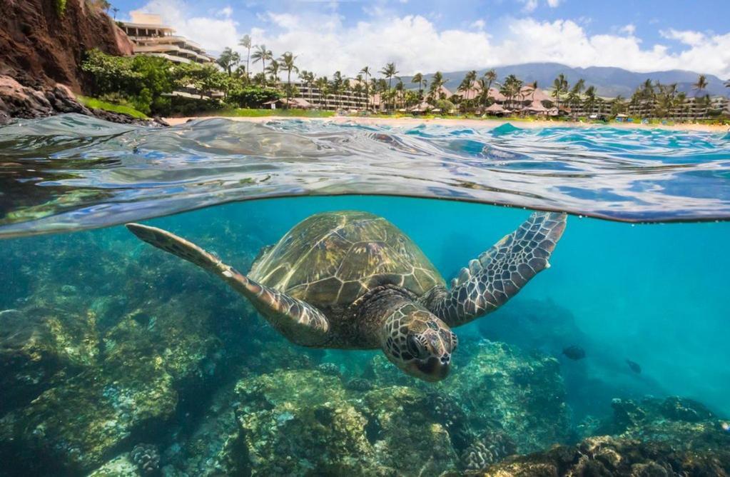 Noahs Hideaway Luxury B&B Lahaina Buitenkant foto